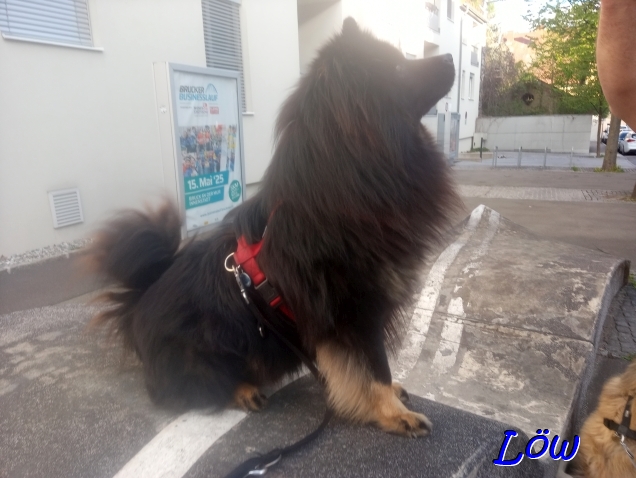 19.4.2025 - Howard, der Klettermax